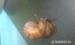 Achatina reticulata - Predaj