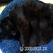 Daruji černá koťata - Darování