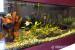 predam 300l akvarium + vybava - Predaj