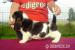Basset hound - Prodej