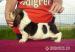 Basset hound - Prodej