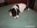 jack russel teriér - Prodej