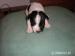 jack russel teriér - Prodej