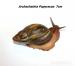 Achatiny - Prodej