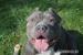 American bully - Kúpa