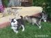 Síbirsky Husky - Predaj