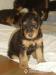 steniatka Airedale Terriera - Predaj