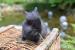 Zakrslý králíček - Prodej