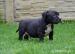 American Bully s PP - Predaj