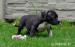 American Bully s PP - Predaj