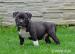 American Bully s PP - Predaj