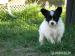 papillon s PP - Prodej