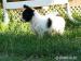 papillon s PP - Prodej