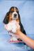 Basset Hound szczenięta rodowodowe ZKwP (FCI) - Sprzedaż