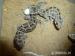teratolepis (hemidactylus imbricatus) - Prodej