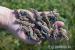 teratolepis (hemidactylus imbricatus) - Prodej