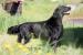 Flat Coated Retriever s PP - Predaj