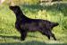 Flat Coated Retriever s PP - Predaj