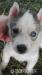 sibirsky husky - Predaj