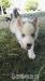 sibirsky husky - Predaj