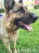 Młoda Suka Owczarek niemiecki szuka nowego domu - Podarunek