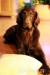 Krytí Flat coated retriever - Prodej