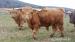 Plemenný býci - Highland Cattle - Predaj