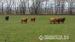 Jalovičky - Škótsky dobytok - Highland Cattle - Predaj