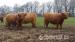 Jalovičky - Škótsky dobytok - Highland Cattle - Predaj