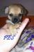 Šteniatka Chihuahua (čivava) - Predaj