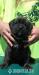 Cane Corso s PP - Predaj
