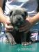 Cane Corso s PP - Predaj