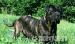 Cane Corso s PP - Predaj