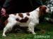 Welsh Springer Spaniel - Prodej