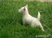 West Highland White Terrier - Prodej