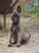 Belgický ovčák malinois - Prodej