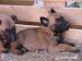 Belgický ovčák malinois - Prodej