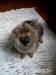 Pomeranian - Prodej