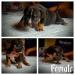 American bully s PP  - Predaj