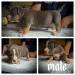 American bully s PP  - Predaj