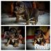 American bully s PP  - Predaj