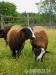 PLEMENO ZWARTBLES - 2KS - Prodej