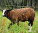 PLEMENO ZWARTBLES - 2KS - Prodej