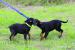 Beauceron s PP - Prodej
