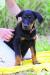 Beauceron s PP - Prodej