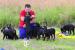 Beauceron s PP - Prodej