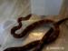 wąż zbozowy,smugowy - Sprzedaż