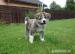 AKITA INU - Sprzedaż