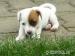 Prodám štěňátka Jack Russel Teriér - Prodej
