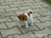 Prodám štěňátka Jack Russel Teriér - Prodej